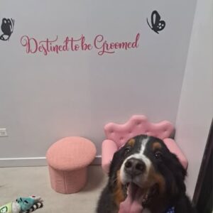 A happy Bernese Mountain Dog sits in front of a pink chair and ottoman. On the wall behind, Destined to be Groomed is written in pink cursive with black butterfly decals. A dog toy lies on the floor.