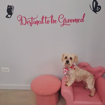 A small dog with a red and white bow sits on a pink chair next to a matching ottoman. The wall behind features the phrase Destined to be Groomed in red script and decorative black butterflies.