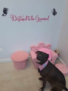 A black dog wearing a pink bandana sits in a room with pink furniture, including a chair, round ottoman, and dog bed. The wall has butterfly decorations and the phrase Destined to be Groomed in pink script.