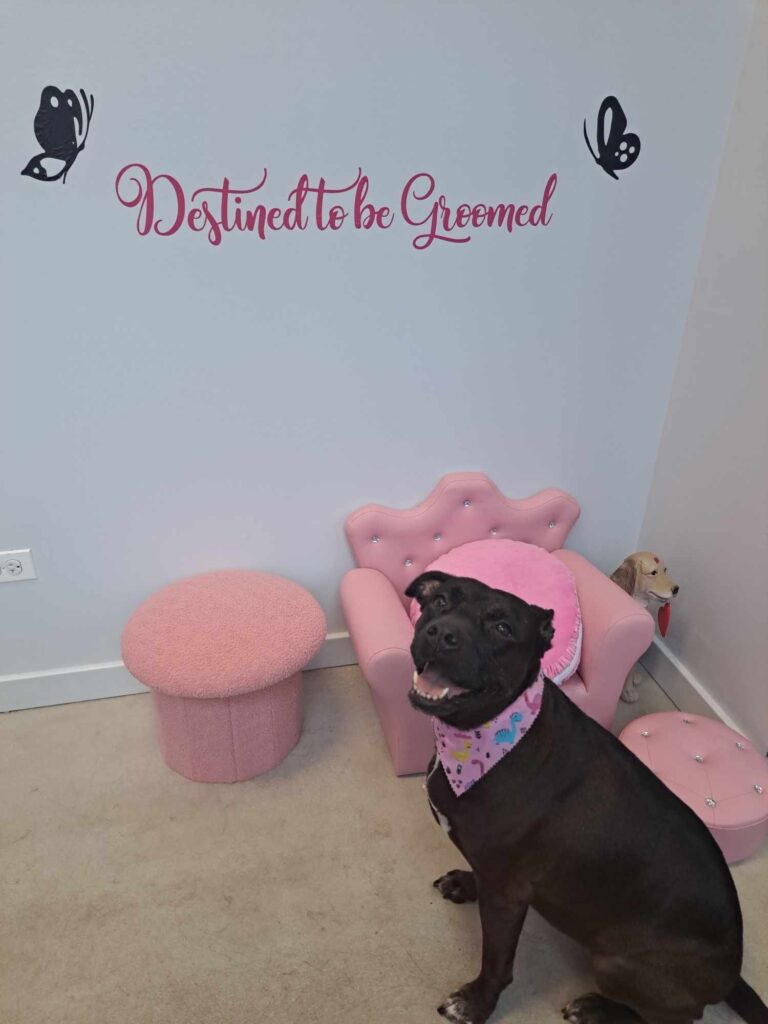 A black dog wearing a pink bandana sits in a pastel room with a pink chair, ottoman, and a toy dog. The wall behind has butterfly decals and the words Destined to be Groomed in pink script.