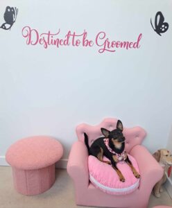A small black and brown dog wearing a pink bow tie sits on a pink chair shaped like a throne. Behind the dog, pink text on the wall reads Destined to be Groomed. A pink stool and a plush dog toy are nearby.