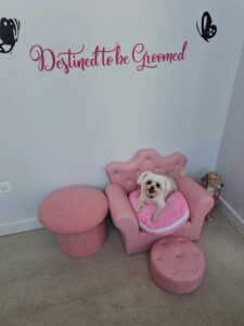 A small white dog sits on a pink cushioned chair shaped like a throne next to a pink stool and footrest. The wall behind has the words Destined to be Groomed and black decorative decals.
